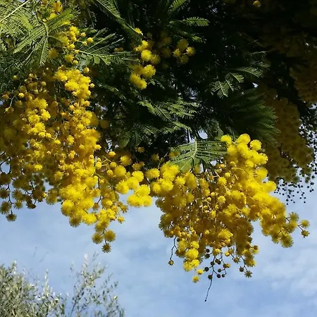 Casa Sabbatini SantʼElpidio a Mare